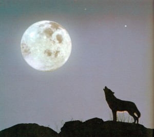 wolf howling at full moon57