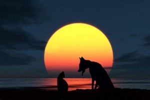 full moon cat and dog