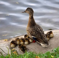 mother duck keeping watch